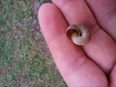 Cernuella virgata