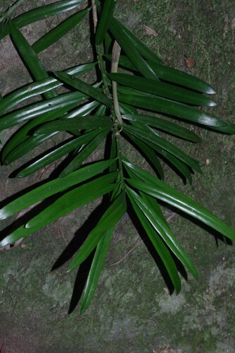 Afrocarpus falcatus