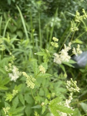 Filipendula ulmaria
