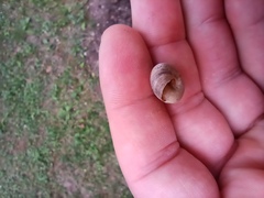 Cernuella virgata