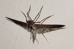 Rhimphalea trogusalis