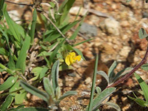 Moth Bean (Vigna aconitifolia)