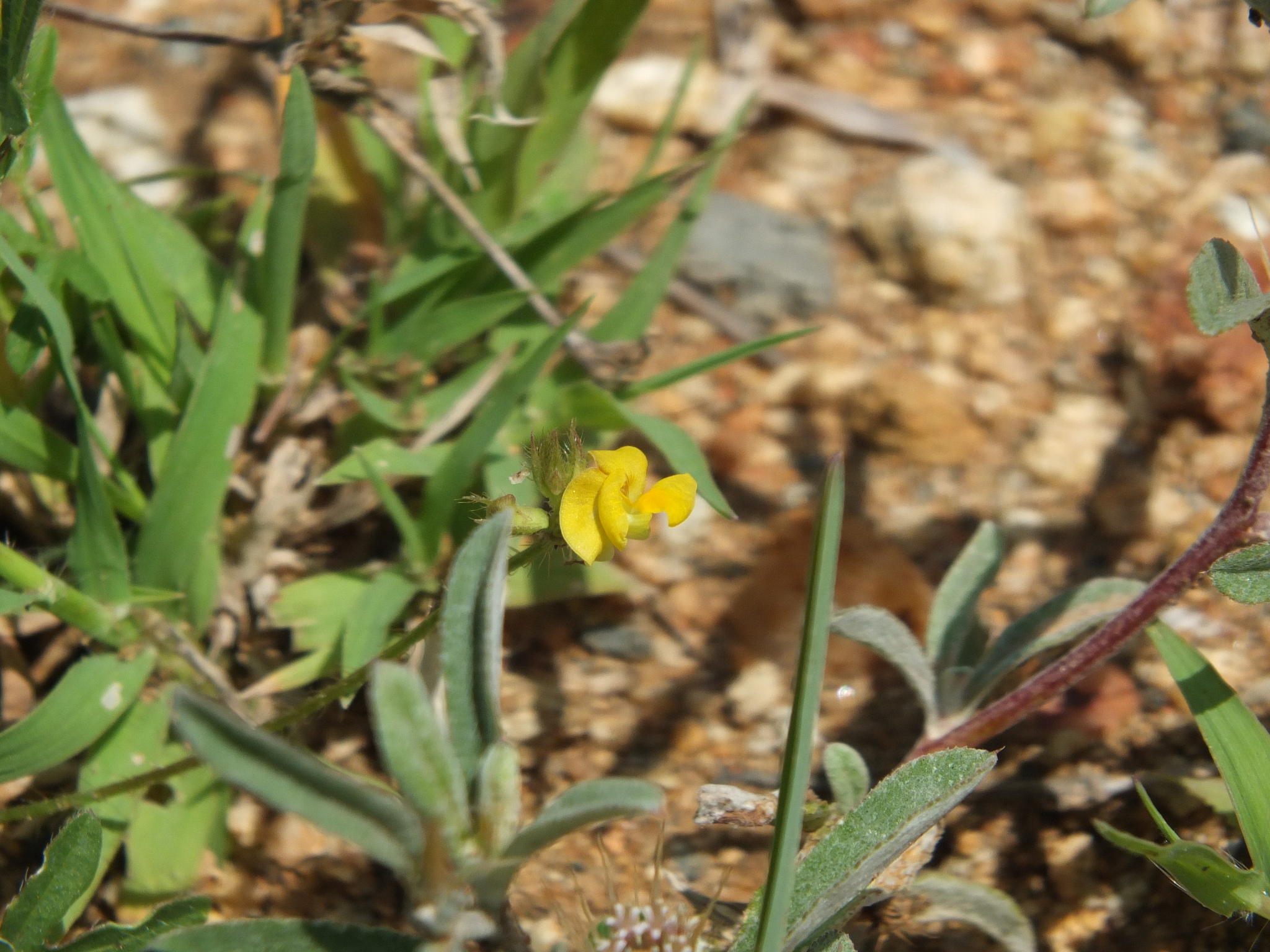 Moth Bean (Vigna aconitifolia)
