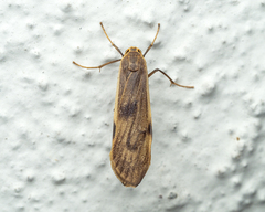 Teulisna diastropha