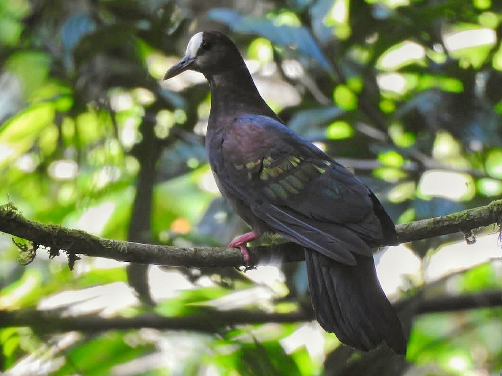 New Guinean Bronzewings