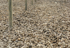 Astrocaryum murumuru