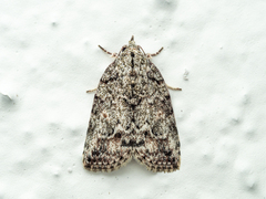 Bleninina