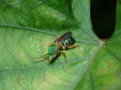 Agapostemon poeyi