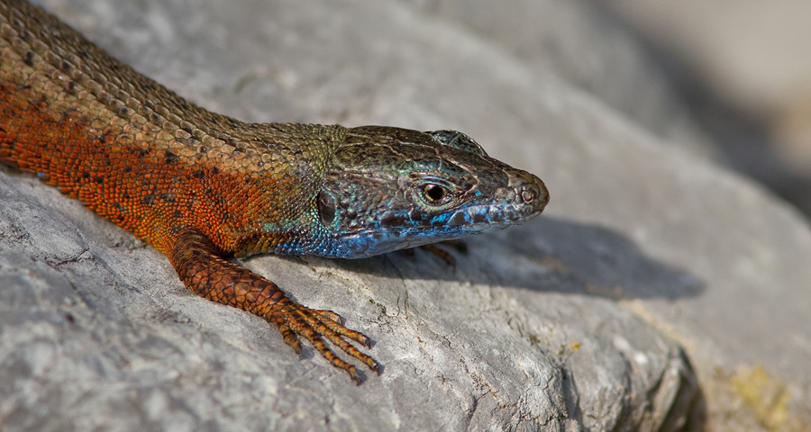 Blue-Throated Keeled Lizard