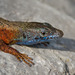 Blue-throated Keeled Lizard - Photo (c) Paul Cools, some rights reserved (CC BY-NC), uploaded by Paul Cools