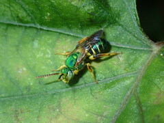 Agapostemon poeyi