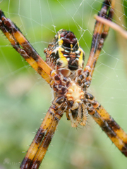 Argiope