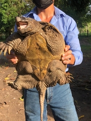 Chelydra acutirostris