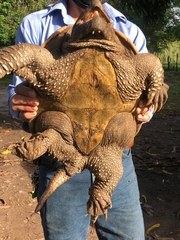 Chelydra acutirostris