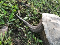 Chelydra acutirostris