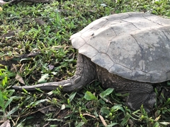 Chelydra acutirostris