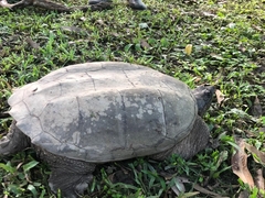 Chelydra acutirostris