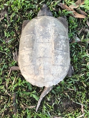 Chelydra acutirostris