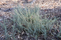 Atriplex glauca