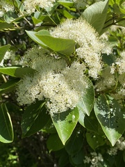 Viburnum cassinoides image