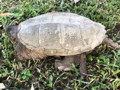 Chelydra acutirostris