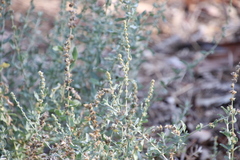 Atriplex glauca