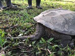 Chelydra acutirostris