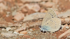 Iolana iolas