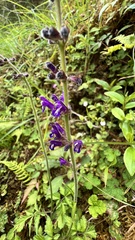 Salvia formosana