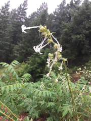 Ipomopsis aggregata candida