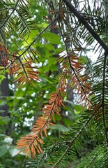 Rhizosphaera kalkhoffii