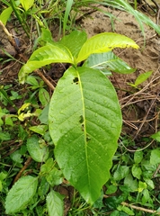 Magnoliopsida