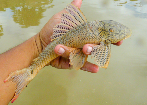 Effen harnasmeerval (Aphanotorulus unicolor) — Loricariidae — 2