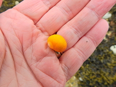 Littorina obtusata
