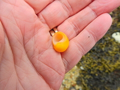 Littorina obtusata
