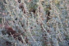 Atriplex glauca