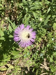 Melissodes desponsus