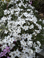 Phlox condensata