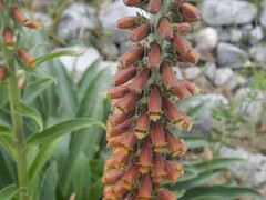 Digitalis parviflora