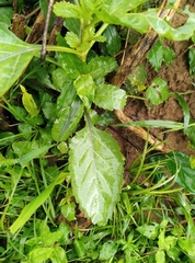 Magnoliopsida