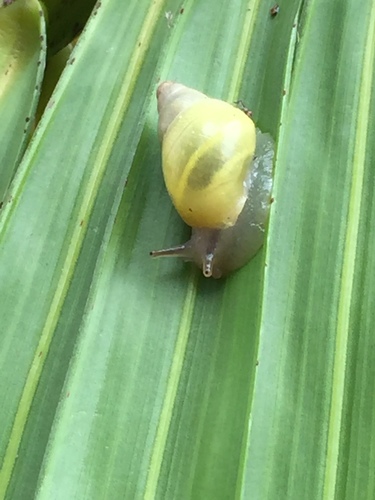 Sulfur Cone