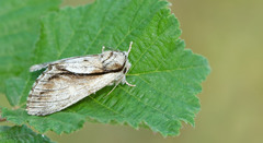 Paradrymonia vittata