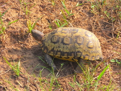 Kinixys belliana