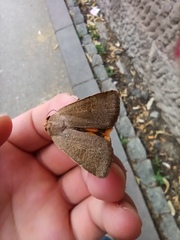 Noctua comes