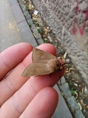 Noctua comes