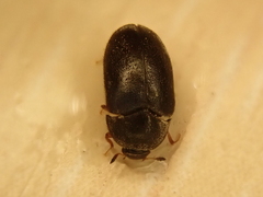 Attagenus unicolor