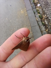 Noctua comes