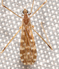Erioptera needhami