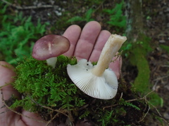 Russula anisata