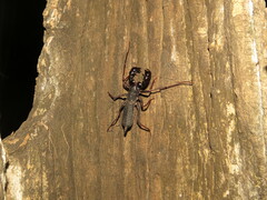 Thelyphonus sepiaris